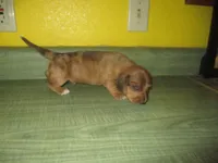 Owen, a male Dachshund and Miniature Australian Shepherd for sale in Fulton, MO – 1 of 8