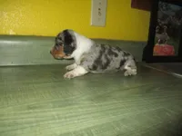 Della, a female Dachshund and Miniature Australian Shepherd for sale in Fulton, MO – 5 of 10