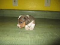 Daisy, a female Dachshund and Miniature Australian Shepherd for sale in Fulton, MO – 6 of 6
