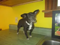 Molly, a female Chihuahua for sale in Fulton, MO – 6 of 10