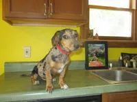 Opal, a female Dachshund and Miniature Australian Shepherd for sale in Fulton, MO – 4 of 8