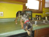 Opal, a female Dachshund and Miniature Australian Shepherd for sale in Fulton, MO – 6 of 8