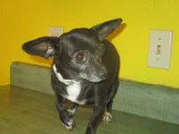 Molly, a female Chihuahua for sale in Fulton, MO – 8 of 10