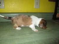 Beauty, a female Dachshund and Miniature Australian Shepherd for sale in Fulton, MO – 3 of 7