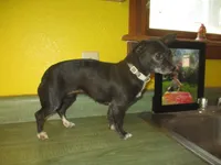 Molly, a female Chihuahua for sale in Fulton, MO – 5 of 10