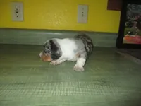 Della, a female Dachshund and Miniature Australian Shepherd for sale in Fulton, MO – 8 of 10