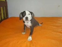 Beauty, a female American Pit Bull Terrier for sale in Fulton, MO – 2 of 9