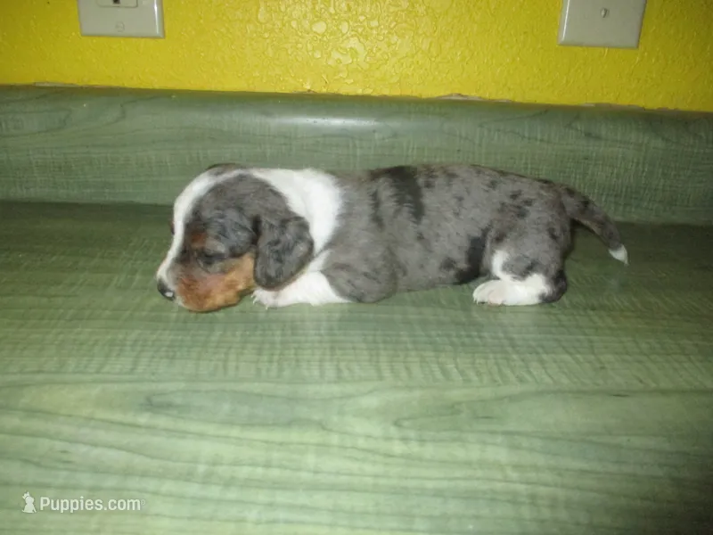 Maxi – Dachshund, Miniature Australian Shepherd puppy for sale in Fulton, MO