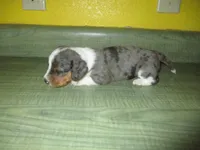 Maxi, a female Dachshund and Miniature Australian Shepherd for sale in Fulton, MO – 1 of 9