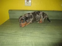 Mazy, a female Dachshund and Miniature Australian Shepherd for sale in Fulton, MO – 5 of 8