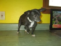Molly, a female Chihuahua for sale in Fulton, MO – 7 of 10
