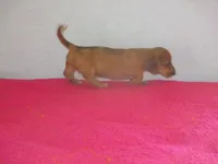 Owen, a male Dachshund and Miniature Australian Shepherd for sale in Fulton, MO – 2 of 10