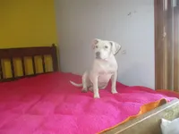 Daisy, a female American Pit Bull Terrier for sale in Fulton, MO – 2 of 10