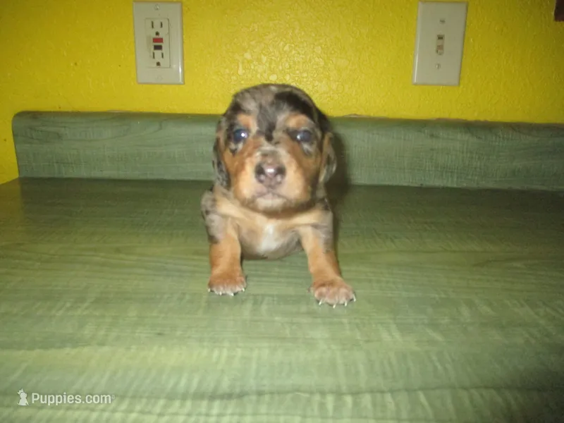 Mazy – Dachshund, Miniature Australian Shepherd puppy for sale in Fulton, MO