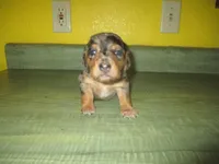 Mazy, a female Dachshund and Miniature Australian Shepherd for sale in Fulton, MO – 1 of 8