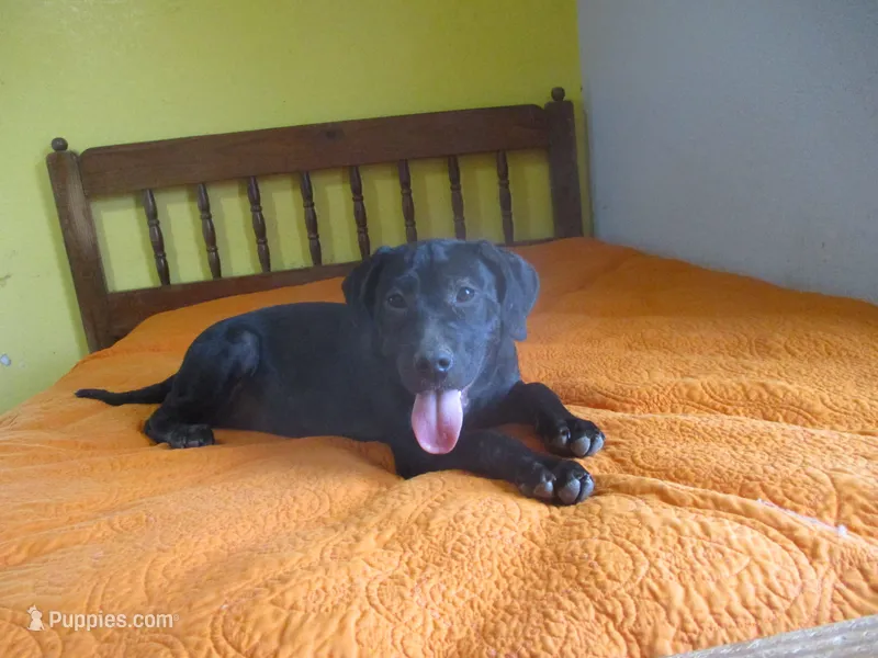 Della – American Pit Bull Terrier puppy for sale in Fulton, MO
