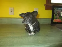 Molly, a female Chihuahua for sale in Fulton, MO – 2 of 10