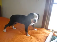 Beauty, a female American Pit Bull Terrier for sale in Fulton, MO – 5 of 9