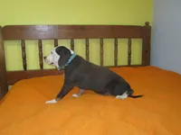 Beauty, a female American Pit Bull Terrier for sale in Fulton, MO – 8 of 9