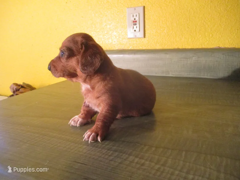 Pearl – Dachshund, Miniature Australian Shepherd puppy for sale in Fulton, MO