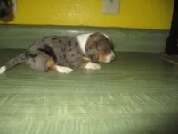Daisy, a female Dachshund and Miniature Australian Shepherd for sale in Fulton, MO – 2 of 6