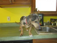 Opal, a female Dachshund and Miniature Australian Shepherd for sale in Fulton, MO – 8 of 8