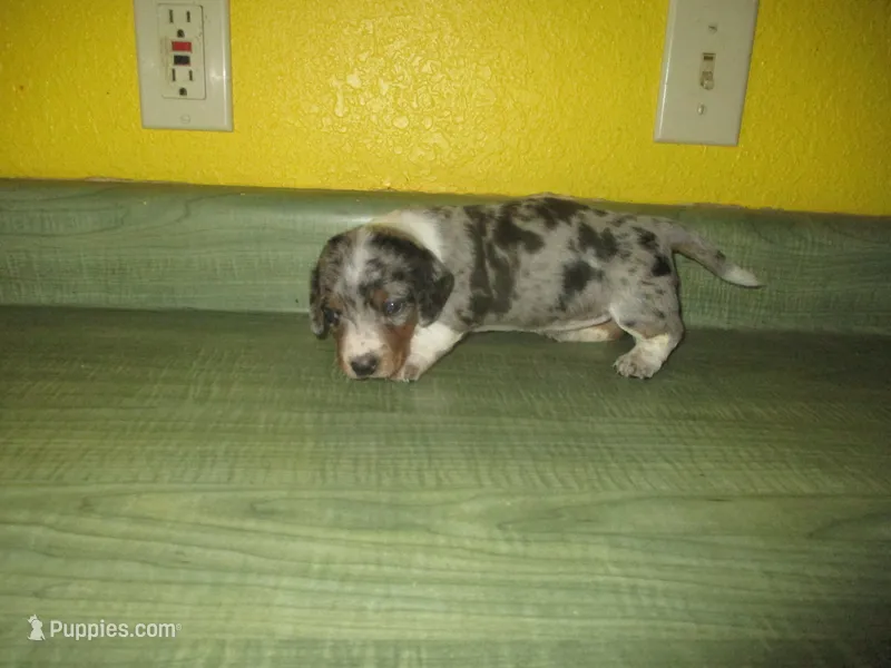 Della – Dachshund, Miniature Australian Shepherd puppy for sale in Fulton, MO