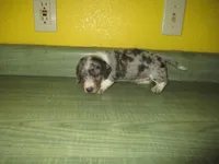 Della, a female Dachshund and Miniature Australian Shepherd for sale in Fulton, MO – 1 of 10