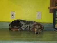Opal, a female Dachshund and Miniature Australian Shepherd for sale in Fulton, MO – 2 of 8