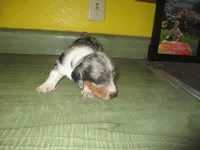 Della, a female Dachshund and Miniature Australian Shepherd for sale in Fulton, MO – 6 of 10