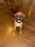 Big red , a male Boxer for sale in Freetown, MA – Photo 5 of 5