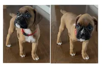 Big red , a male Boxer for sale in Freetown, MA – Photo 1 of 5