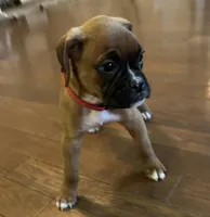 Big red , a male Boxer for sale in Freetown, MA – Photo 2 of 5