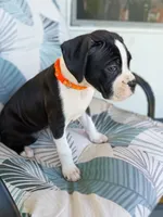 Flashy Seal Female Boxer , a female Boxer for sale in Danville City, VA – 1 of 5