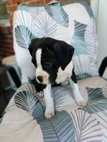Flashy Seal Female Boxer , a female Boxer for sale in Danville City, VA – 5 of 5