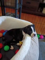 Flashy Seal Female Boxer , a female Boxer for sale in Danville City, VA – 4 of 5
