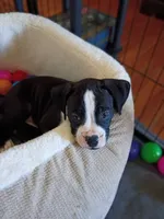 Flashy Seal Female Boxer , a female Boxer for sale in Danville City, VA – 3 of 5