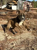 processed/24aefac1-94c9-4a22-af52-41ad8fc17ef6/listing/a1c59c33-92c0-4d3b-93e6-df02e3277a6d/904fd497-e9b3-489a-b20f-c47cbc2eef7b