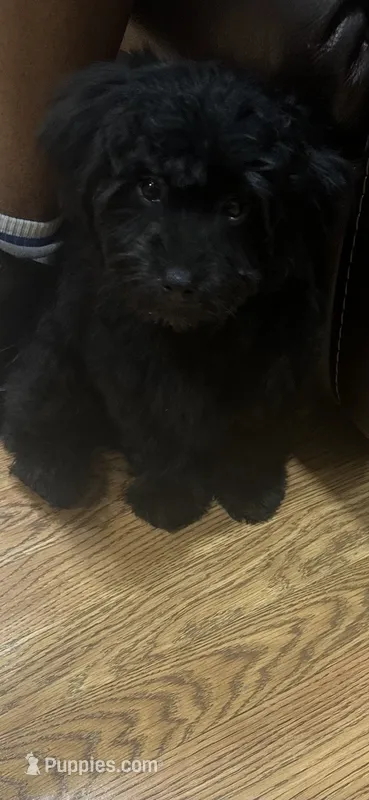 Midnight – Maltese, Poodle - Toy  puppy for sale in Charlotte, NC