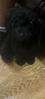 Midnight, a male Maltese and Poodle - Toy  for sale in Charlotte, NC – 1 of 1