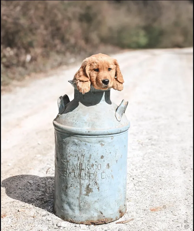 Creek  – Golden Retriever puppy for sale in Townville, SC