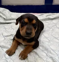 No name , a female Doberman Pinscher and Labrador Retriever for sale in Peoria, AZ – 7 of 9