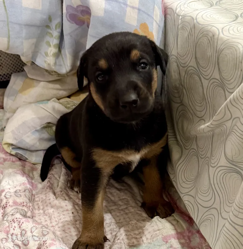 No name  – Doberman Pinscher, Labrador Retriever puppy for sale in Peoria, AZ