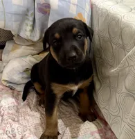 No name , a male Doberman Pinscher and Labrador Retriever for sale in Peoria, AZ – 1 of 8