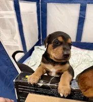 No name , a female Doberman Pinscher and Labrador Retriever for sale in Peoria, AZ – 4 of 9