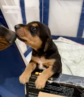 No name , a female Doberman Pinscher and Labrador Retriever for sale in Peoria, AZ – 3 of 9