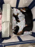 No name , a male Doberman Pinscher and Labrador Retriever for sale in Peoria, AZ – 7 of 8