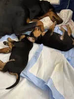 No name , a female Doberman Pinscher and Labrador Retriever for sale in Peoria, AZ – 9 of 9