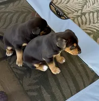 No name , a female Doberman Pinscher and Labrador Retriever for sale in Peoria, AZ – 6 of 9
