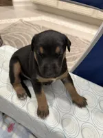 No name , a male Doberman Pinscher and Labrador Retriever for sale in Peoria, AZ – 2 of 8